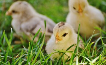 A Chickens Life Span