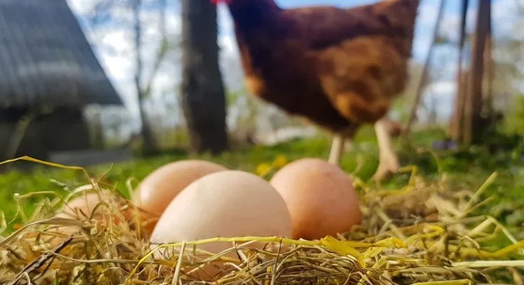How Chickens Make Eggs