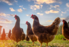 Chickens 101: Keeping Hens Healthy And Happy