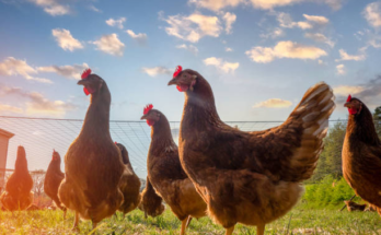 Chickens 101: Keeping Hens Healthy And Happy
