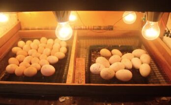 How Chicken Eggs Get Fertilized