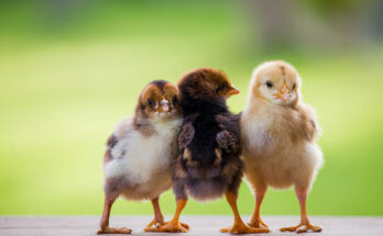Are Chickens Social Creatures? Enter The Chicken Mind