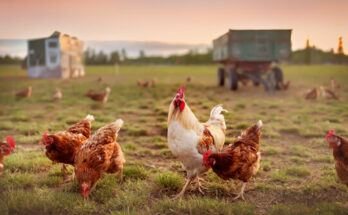 why chickens lose their feathers