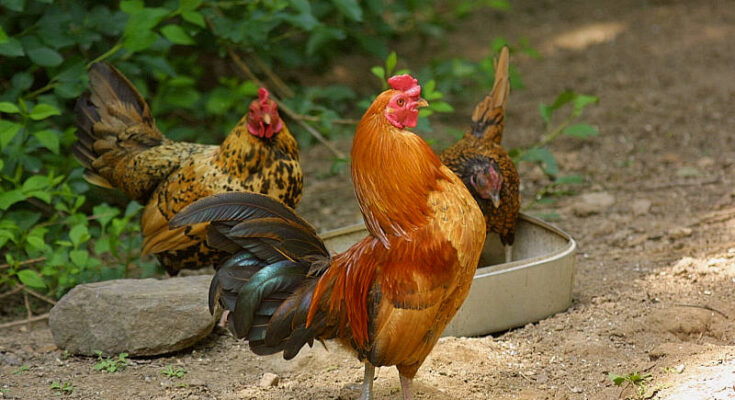 Pecking Order In Chickens