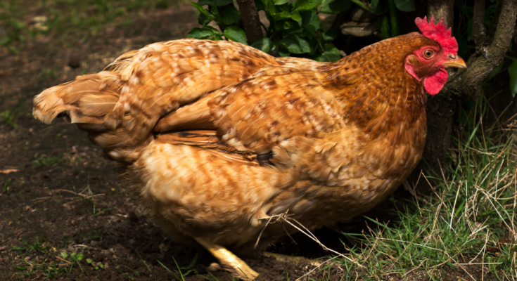 Improving gut health in poultry