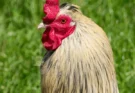 Rooster Aggressive Towards Hens : How To PREVENT