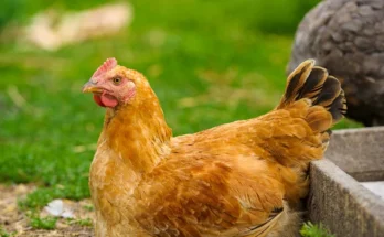 When Do Chickens Stop Laying Eggs?