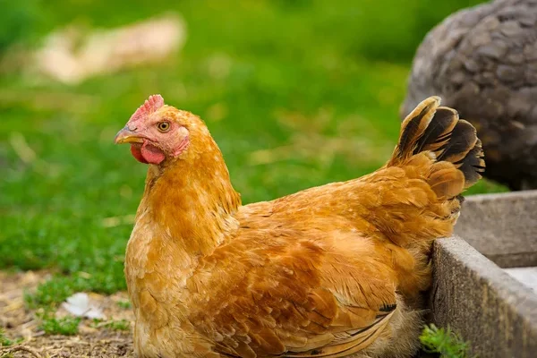 When Do Chickens Stop Laying Eggs?