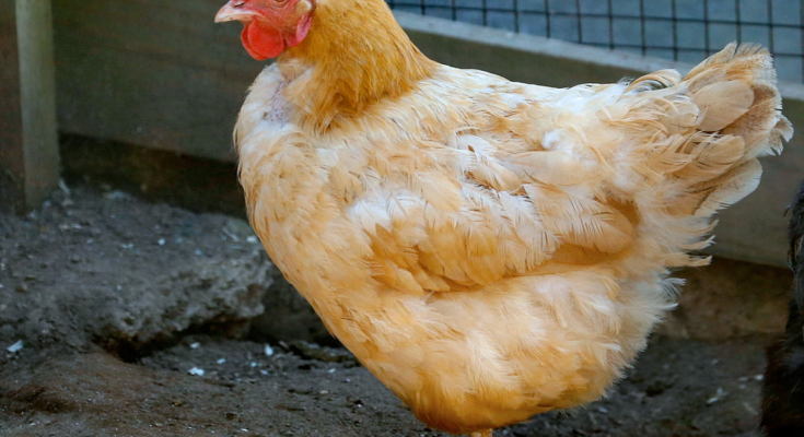 hybrid chicken breeds