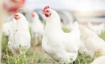Poultry Nutrition